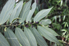 Thottea siliquosa